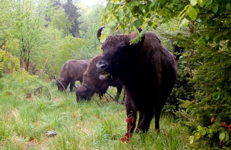 Programul de reintroducere a zimbrilor în munții Făgăraș, un succes