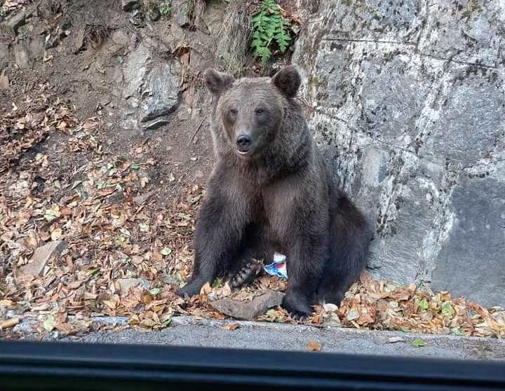 Un urs care venea în comuna Voşlobeni, capturat şi relocat