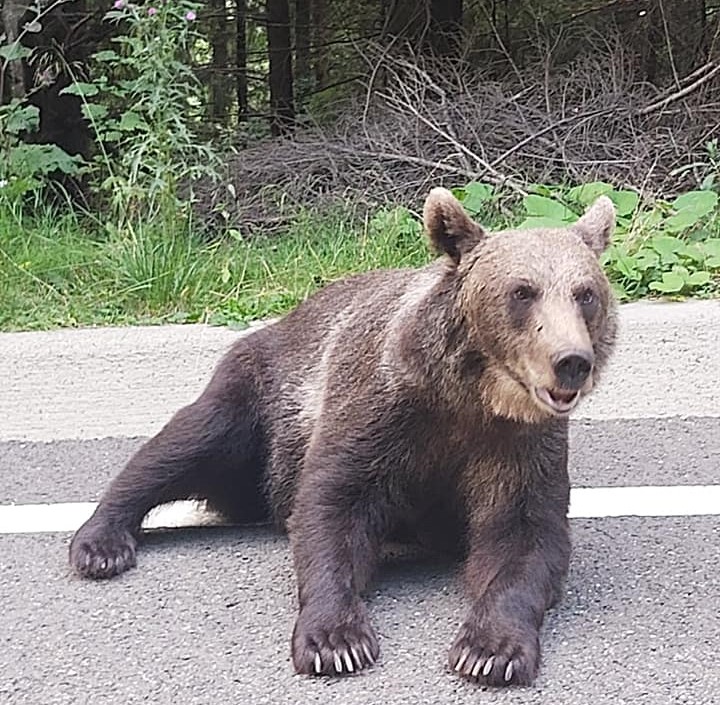 Apel către turişti şi localnici să nu mai hrănească urşii de la marginea drumului spre Lacul Sf.Ana Apel către turişti şi localnici să nu mai hrănească urşii de la marginea drumului spre Lacul Sf.Ana