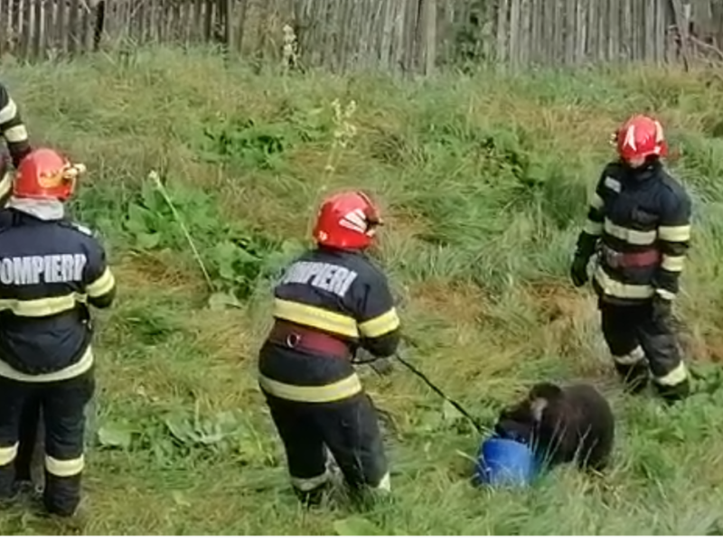Pompierii din Predeal au salvat un pui de urs care şi-a prins capul într-un butoi