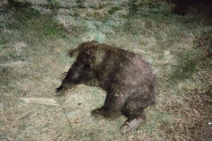 Urs accidentat mortal de o maşină pe DN 13E, în zona Câmpu Frumos, jud. Covasna