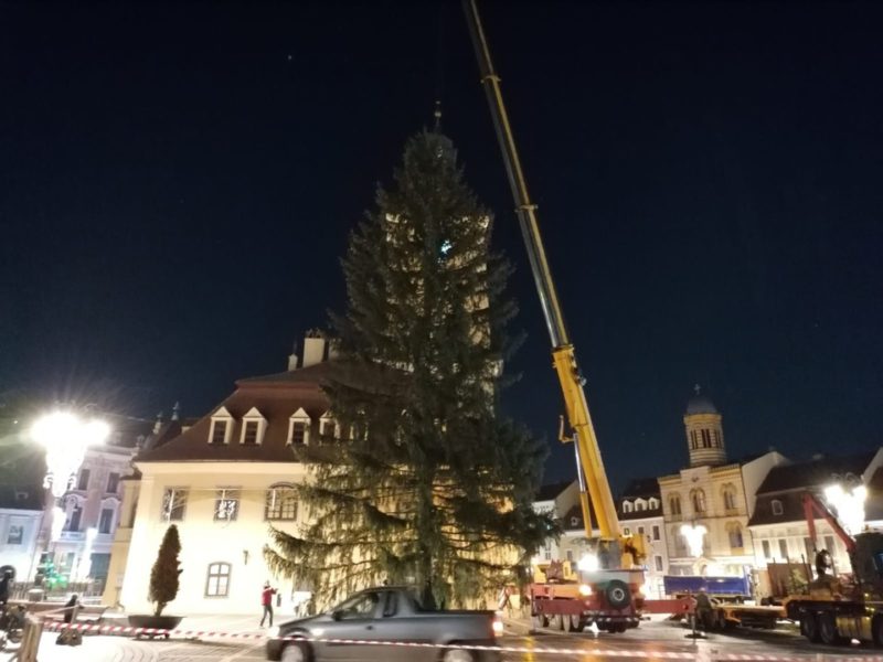 Bradul de Crăciun, adus în centrul Brașovului
