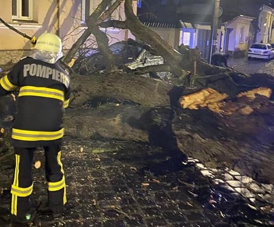 Copac căzut pe trotuar, în Târgu Mureș Copac căzut pe trotuar, în Târgu Mureș