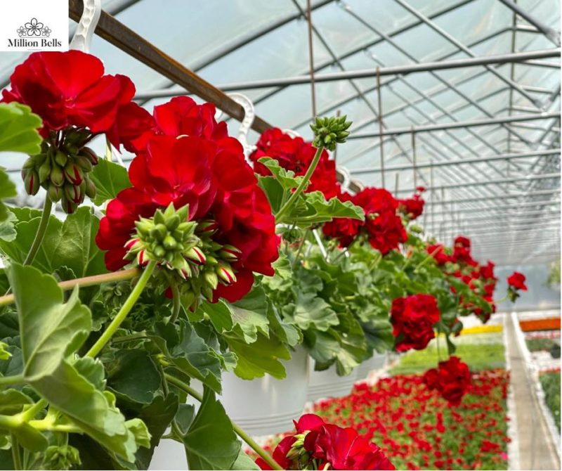 Producția de flori din Mureș, în pericol din cauza valului de scumpiri