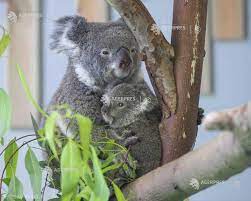 Ursul koala, inclus în lista animalelor pe cale de dispariție