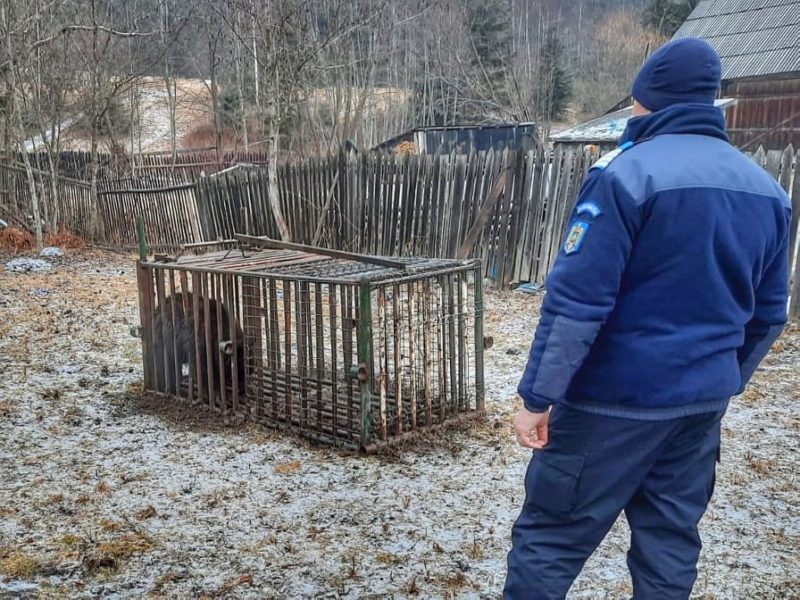 Intervenție pentru relocarea unui urs, în Harghita
