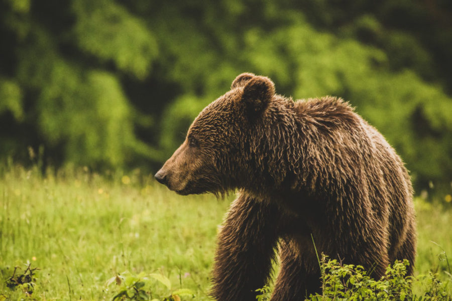 Ministerul Mediului, Apelor și Pădurilor din România ar introduce o cotă anuală de împușcare a urşilor
