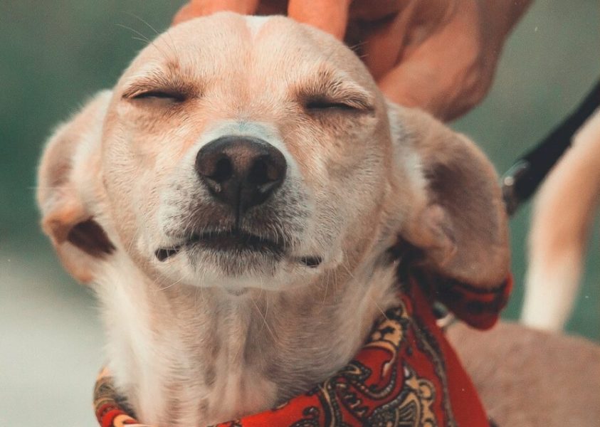 Zeci de animale salvate de Birourile pentru Protecţia Animalelor din Mureş şi Harghita