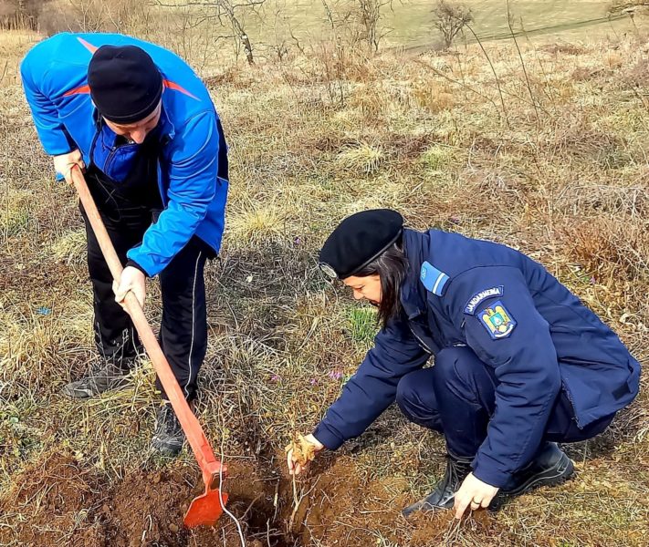 Jandarmii mureșeni au plantat 800 de stejari, în cinstea zilei lor