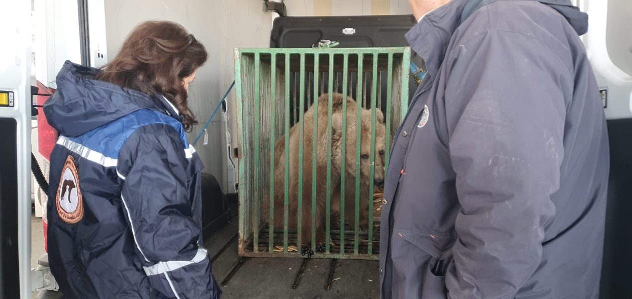 Masha, o ursoaică din Ucraina, va ajunge la Sanctuarul de la Zărneşti