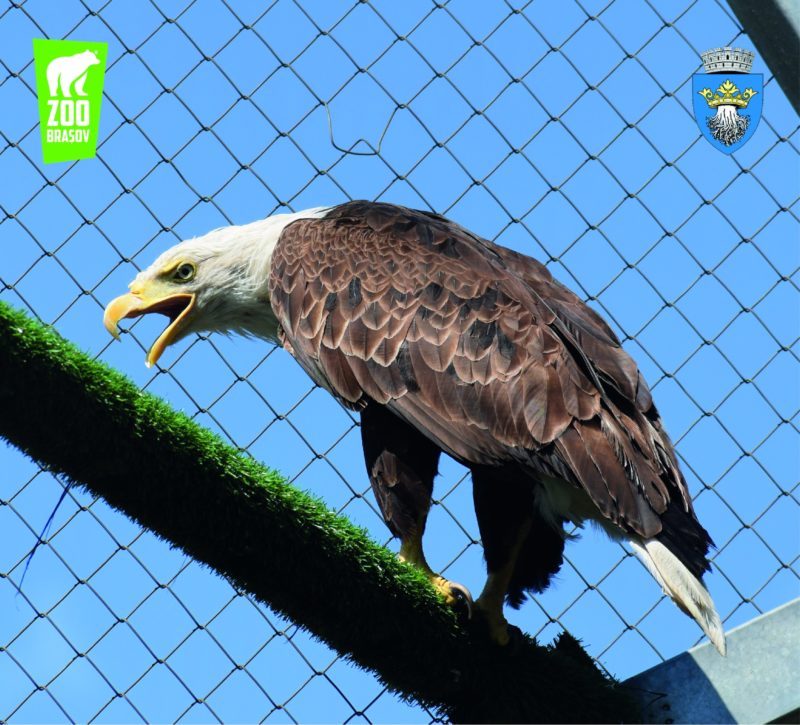 Braşov: Grădina Zoologică sărbătoreşte vineri Ziua Internaţională a Păsărilor