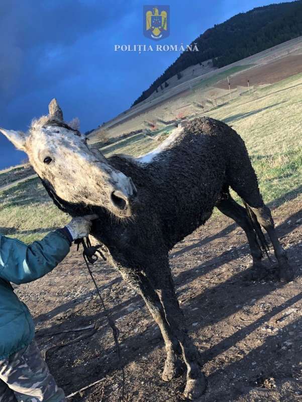 Cal salvat de poliţişti dintr-o zonă mlăştinoasă a Lacului Şuta, de la marginea municipiului Miercurea-Ciuc