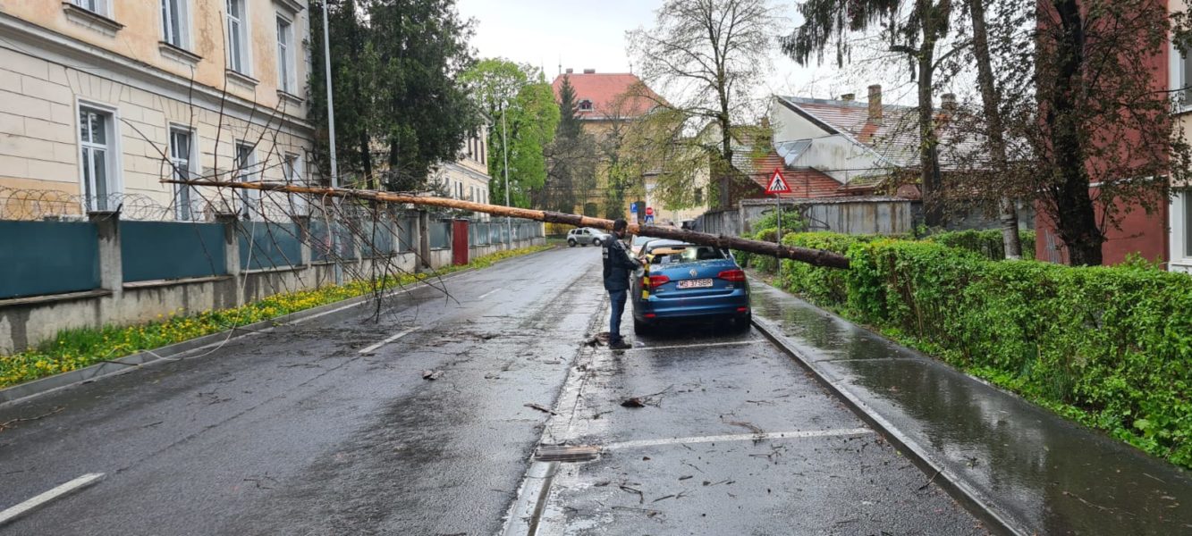 Copaci doborâți de furtună, azi, în Mureș
