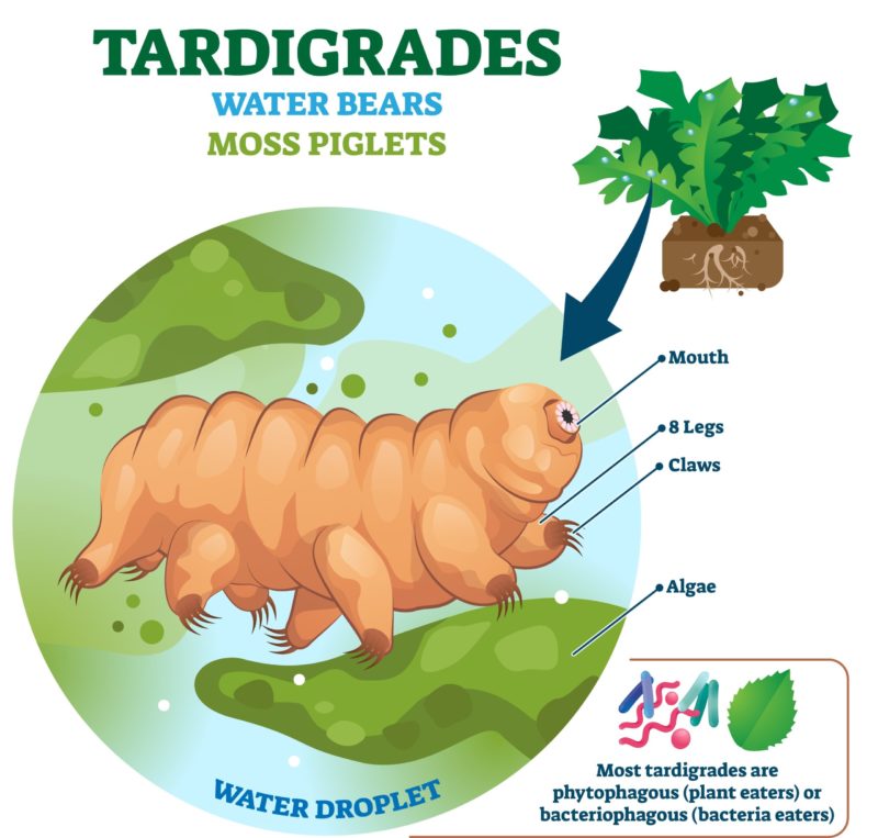 Gena care protejează animalele microscopice numite tardigrade, de radiaţii, funcţionează şi în alte organisme