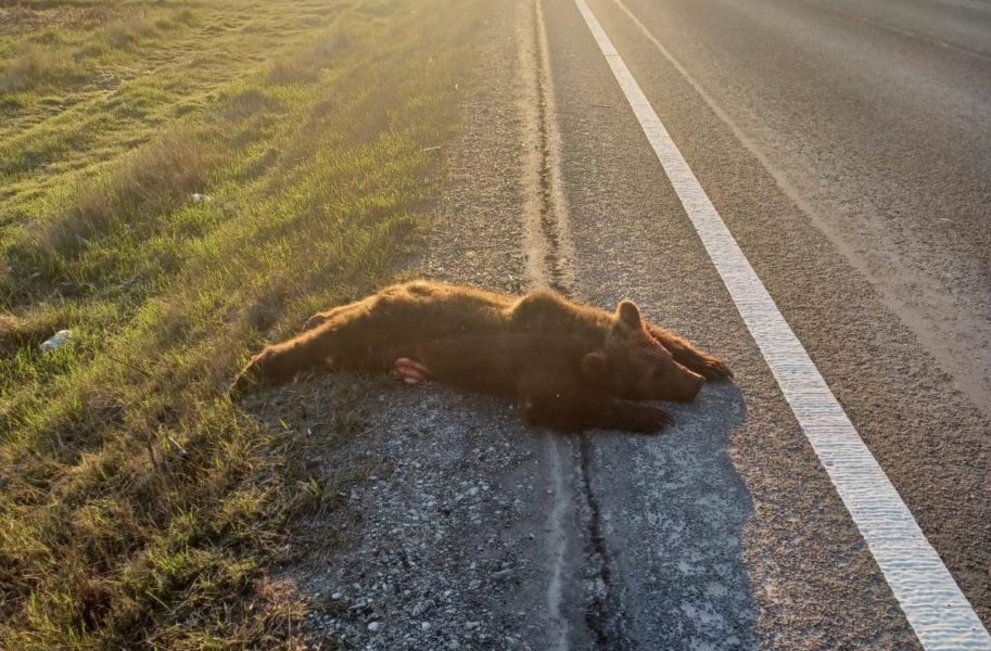 Traficul mai face o victimă în rândul animalelor: urs omorât de mașină în jud. Sibiu