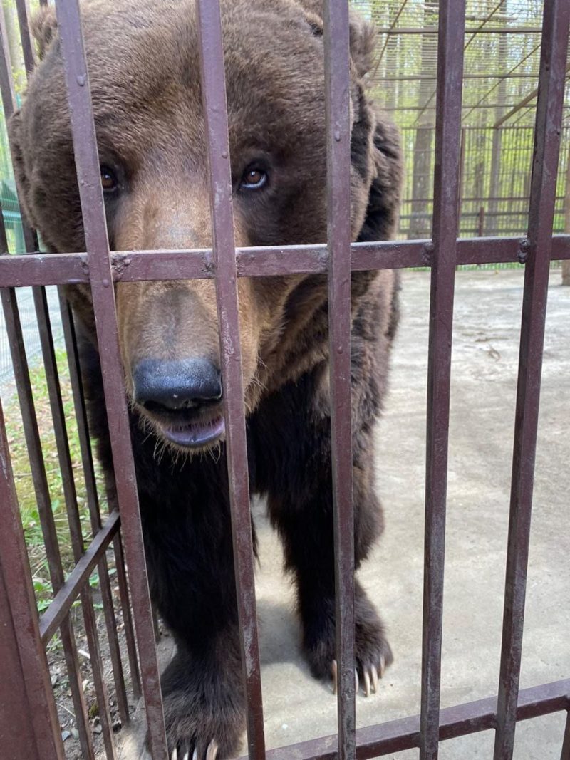 Încă un urs şi o lupoaică vor ajunge din Ucraina la Sanctuarul de la Zărneşti Încă un urs şi o lupoaică vor ajunge din Ucraina la Sanctuarul de la Zărneşti