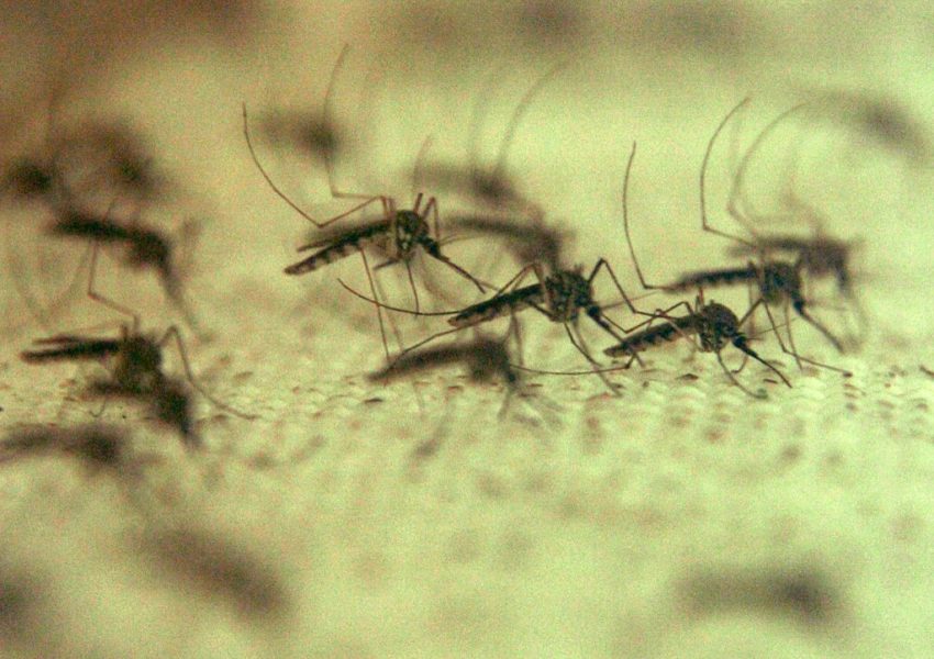Virusul Zika, la un pas de o epidemie
