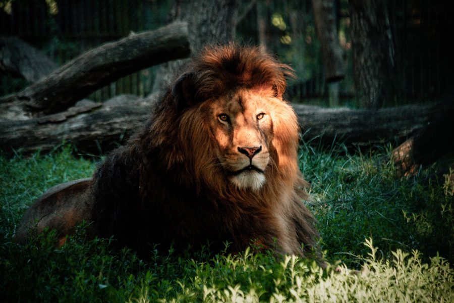 Copilării – Îmblânzirea animalelor
