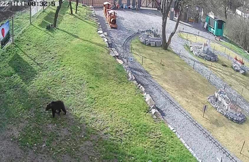 Un ursuleţ care a intrat în parcul Mini Transilvania, de la marginea municipiului Odorheiu Secuiesc, capturat şi relocat