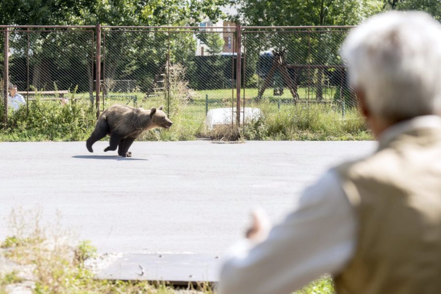 Harghita: 14 apeluri înregistrate la 112 în ultima săptămână pentru semnalarea unor urşi ajunşi în zone locuite