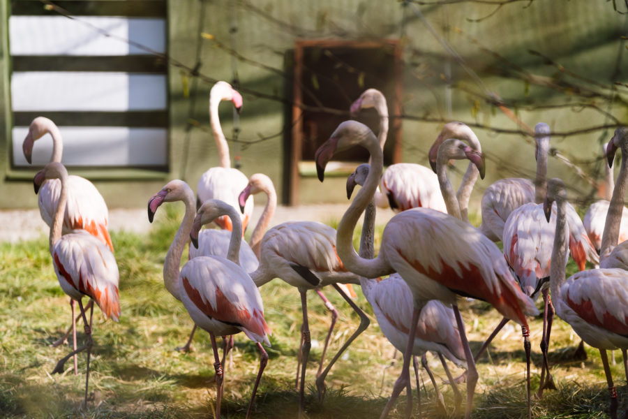 Grădina Zoo din Tg. Mureș este deschisă și de sărbători