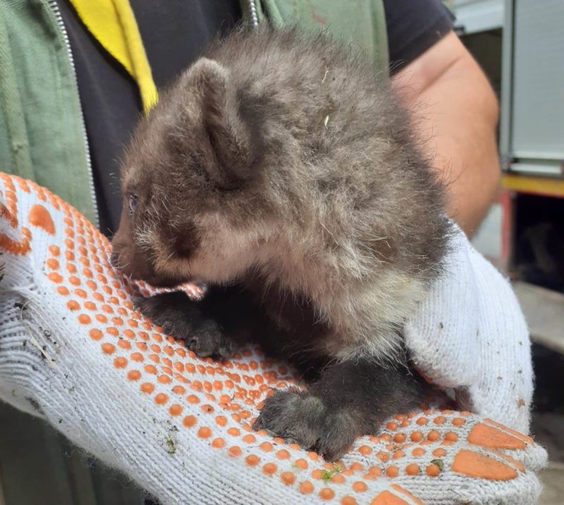 Pui de jder, salvat de pompierii mureșeni