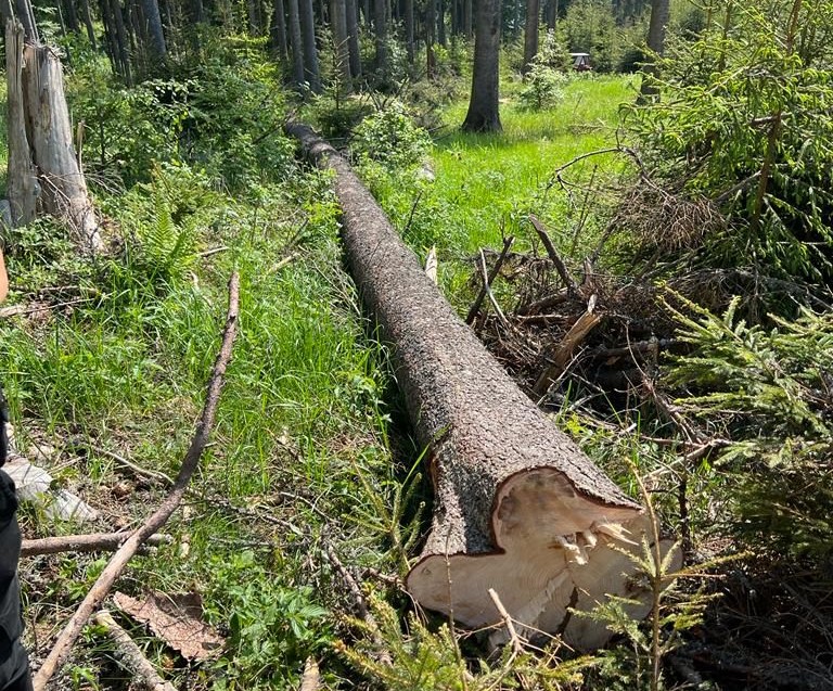 Un mureșean a fost reținut pentru tăierea a doi arbori dintr-o zonă protejată