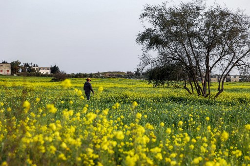 Un fermier din Gaza a găsit o statuie veche de peste 4.500 de ani