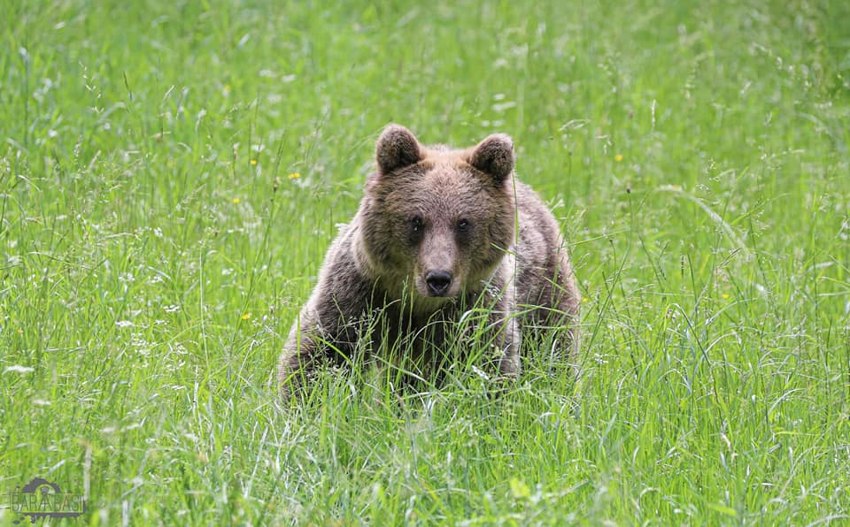 O ursoaică ce venea frecvent în stațiunea Borsec a fost relocată