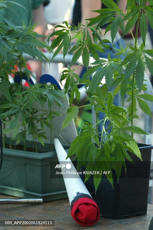 Thailanda legalizează comerțul cu canabis, dar descurajează consumul personal