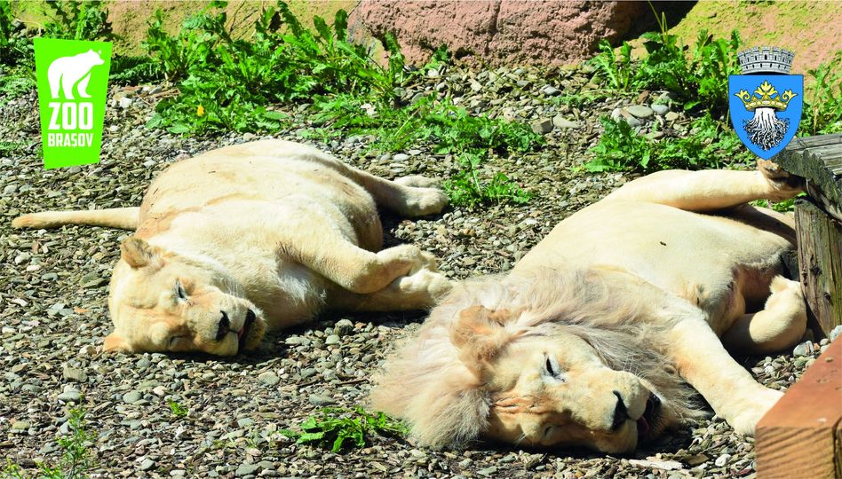 Valul de căldură care a cuprins întreaga țară afectează și animalele din parcurile zoologice