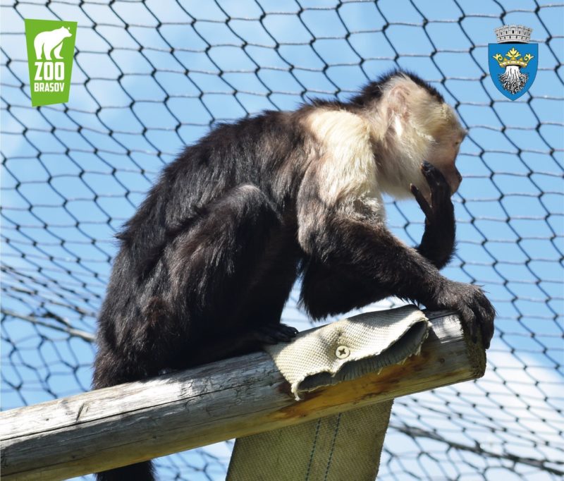 Grădina Zoologică Brașov sărbătoreşte Ziua Maimuţelor