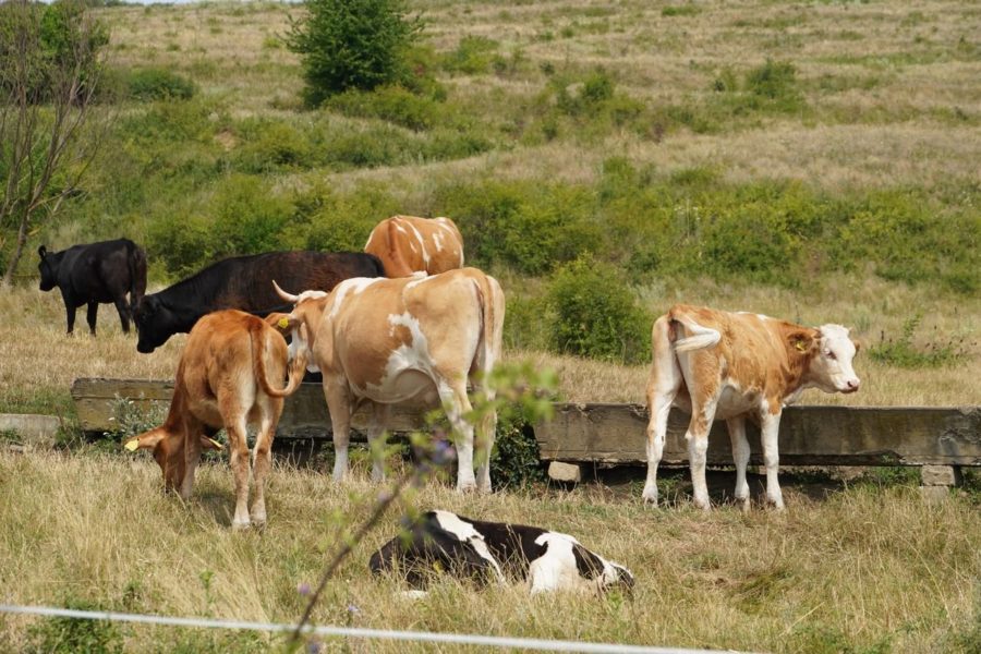 De mâine, APIA emite adeverințe pentru crescătorii de animale care vor credite