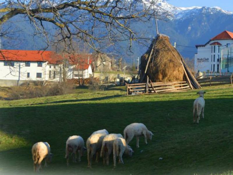 Lâna de oaie, folosită ca îngrășământ ecologic pentru culturile din Țara Făgărașului