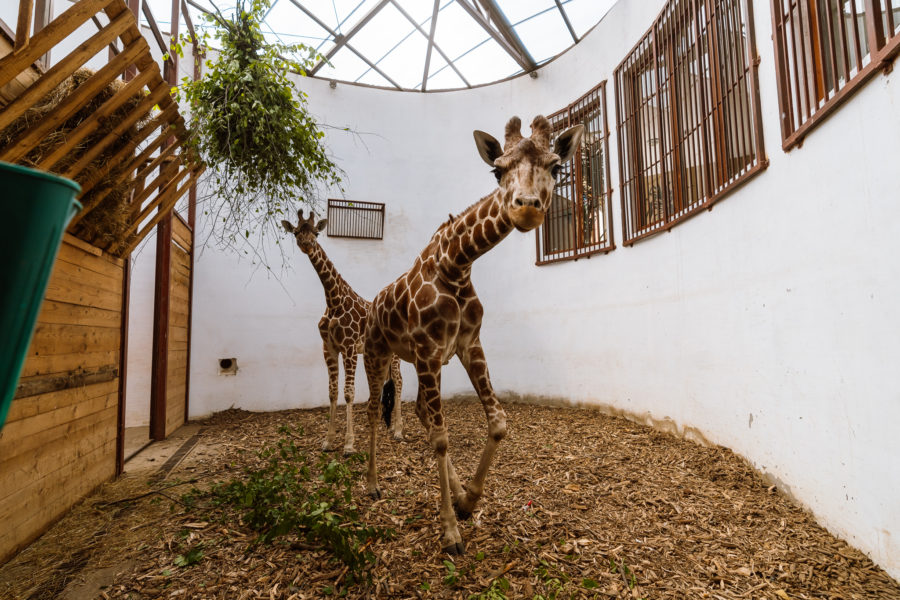 Doi pui de girafă pot fi văzuți din acest weekend la Zoo Tg.Mureș