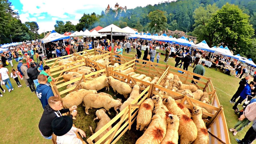 Răvășitul Oilor, weekend-ul acesta, la Bran