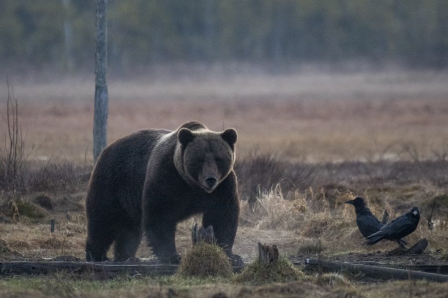 Sute de animale au fost ucise de urși anul acesta în Mureș