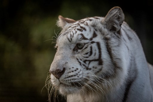 Numărul de exemplare din speciile de floră şi faună sălbatică a scăzut cu aproape 70% în ultimele cinci decenii
