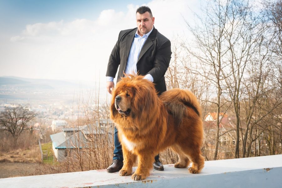 Mastifful Tibetan – ”câinele-leu”, concurează sâmbătă la Tg.Mureș
