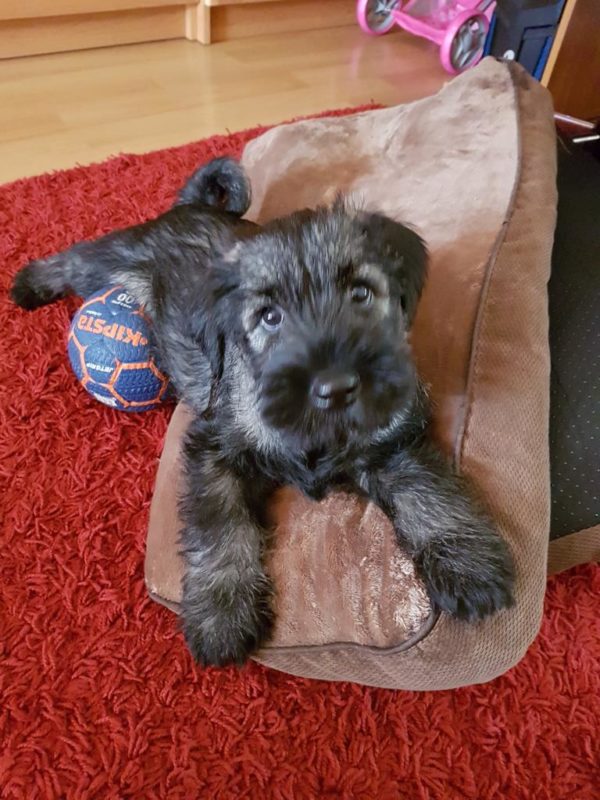 PetBlitz | Cum să îți obișnuiești câinele cu viața în apartament