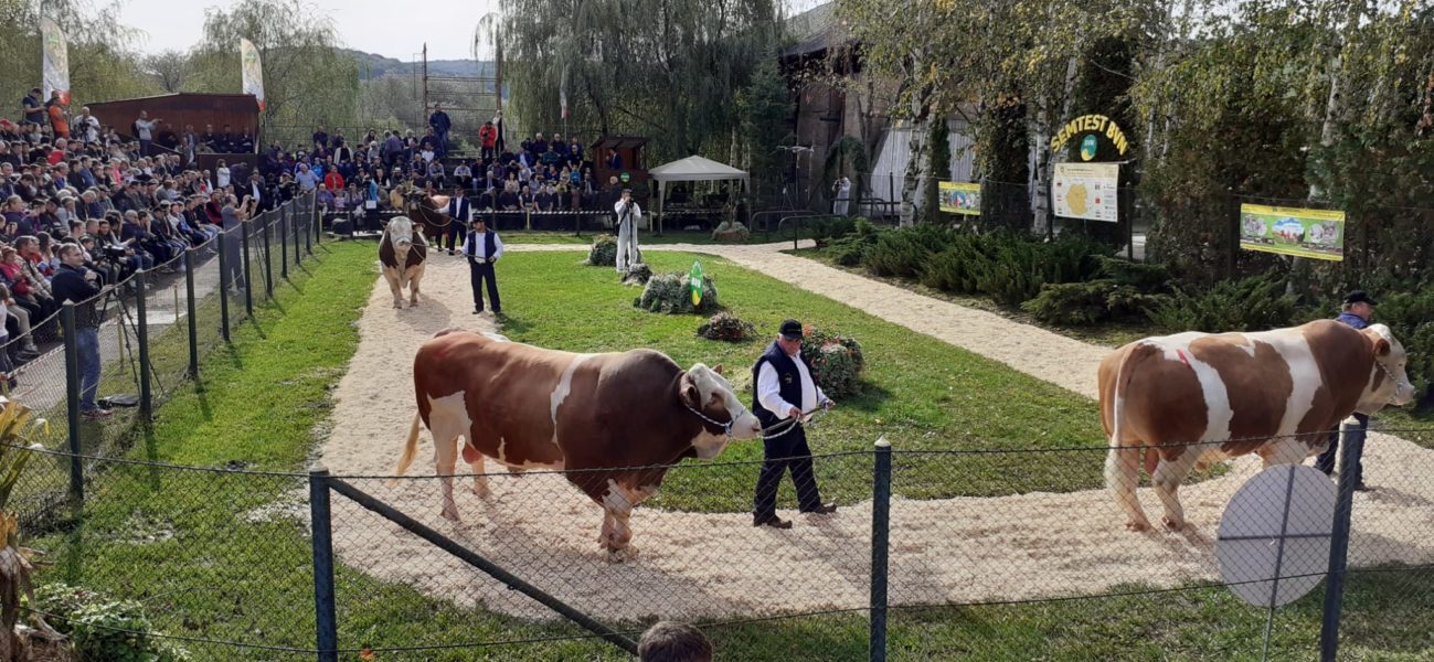 Mister Taur va fi ales mâine în Sângeorgiu de Mureș
