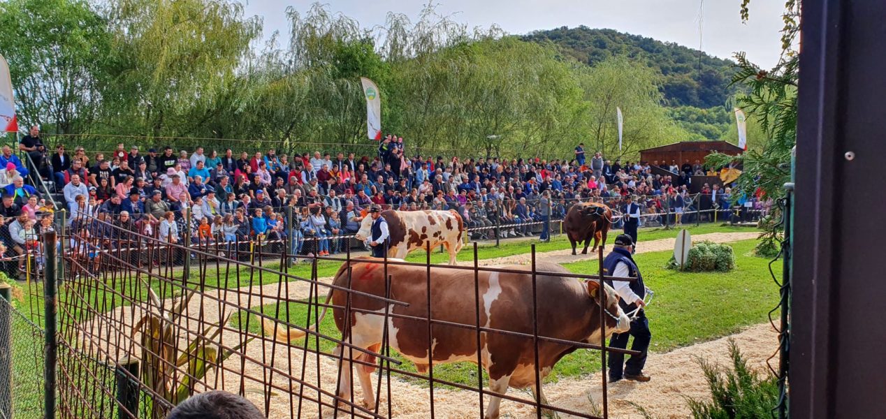 50 de ani de genetică de top la Sângeorgiu de Mureş