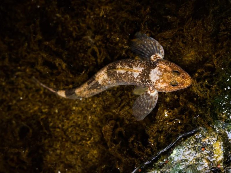 Un pește foarte rar, care datează încă de pe vremea dinozaurilor trăiește, încă, în apele din Munții Făgăraș