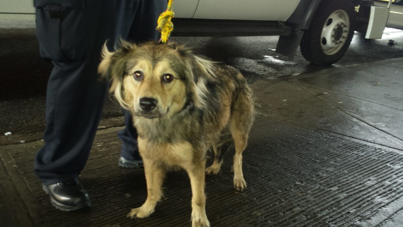 Harghita: Un câine pierdut în urmă cu mai multe luni, găsit cu ajutorul poliţiştilor Harghita: Un câine pierdut în urmă cu mai multe luni, găsit cu ajutorul poliţiştilor
