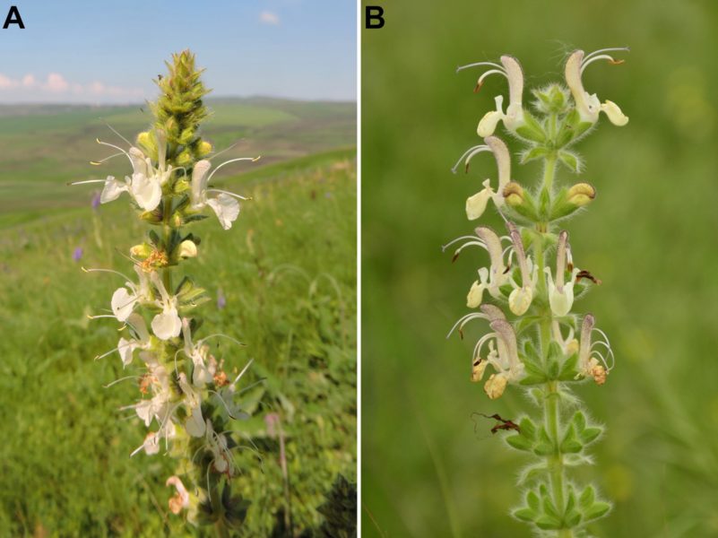 O nouă specie de salvie a fost descoperită în Dobrogea – salvia revelata