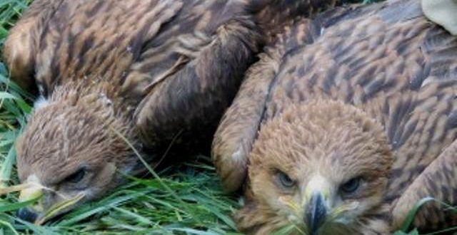 Cincizeci de imagini impresionante selectate în Concursul de Fotografie de Natură de la Târgu Mureș