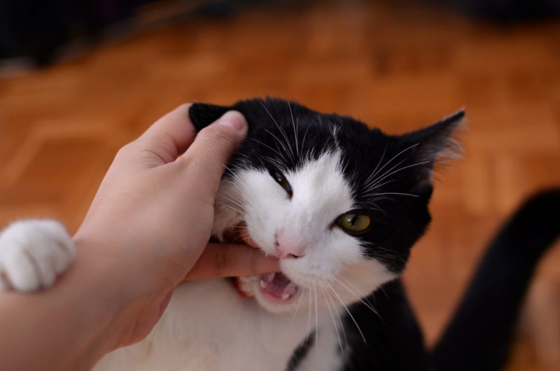 Pet Blitz | De ce mușcă pisicile?