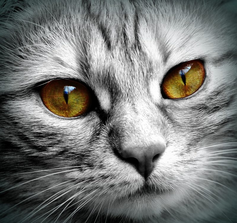 Pet Blitz | Misterele animalelor