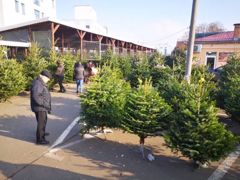 Brazii de Crăciun, singurii care nu s-au scumpit anul acesta în Mureș