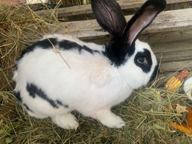 Pet Blitz I Iepurii ca animale de companie